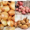 Shallot Triple Pack (Spring Planting) 2 Shallot Triple Pack (Spring Planting) -Plants Sales Store SHAL KC2350