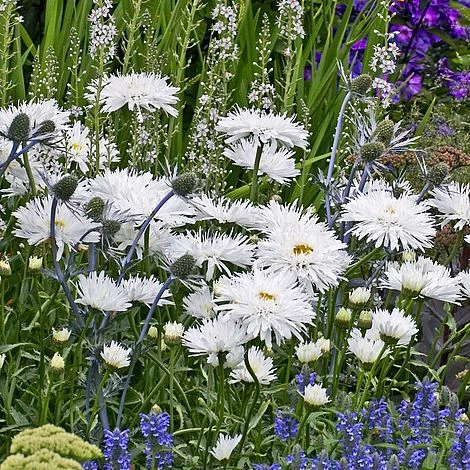 Shasta Daisy 'Snowdrift' 3 Shasta Daisy 'Snowdrift'