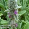 Stachys Lanata 1 Stachys Lanata -Plants Sales Store STAC LANATA S45015