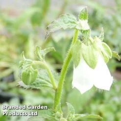 Symphyandra Pendula 'Fringe Cups'