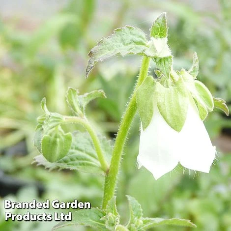 Symphyandra Pendula 'Fringe Cups' 3 Symphyandra Pendula 'Fringe Cups'