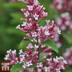 Lilac 'Superba' -Plants Sales Store SYRI T58272 C