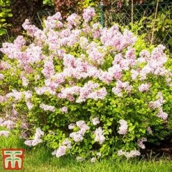 Lilac 'Superba' -Plants Sales Store SYRI T58272 D