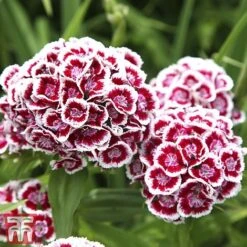 Sweet William 'Mixed' 9 Sweet William 'Mixed' -Plants Sales Store Sweet William 2