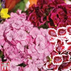Sweet William 'Mixed' 8 Sweet William 'Mixed' -Plants Sales Store Sweet William Messenger USE