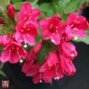 Weigela 'Red Prince' 2 Weigela 'Red Prince' -Plants Sales Store T51912 WEIG 1