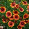 Gaillardia X Grandiflora 'Kobold' 1 Gaillardia X Grandiflora 'Kobold' -Plants Sales Store T58366 GAIL 1
