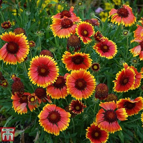 Gaillardia X Grandiflora 'Kobold' 3 Gaillardia X Grandiflora 'Kobold'