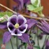 Aquilegia Vulgaris 'William Guinness' -Plants Sales Store T63864 AQUI 1