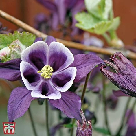 Aquilegia Vulgaris 'William Guinness' 3 Aquilegia Vulgaris 'William Guinness'