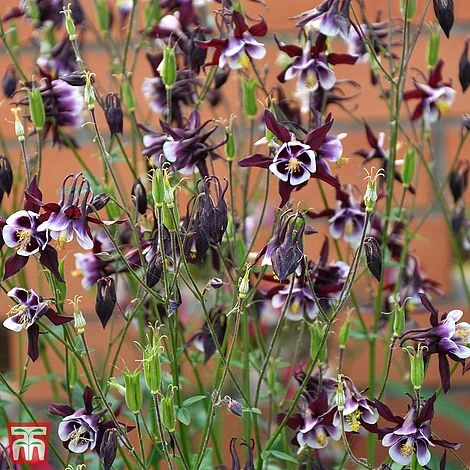 Aquilegia Vulgaris 'William Guinness' 4 Aquilegia Vulgaris 'William Guinness' - Image 2