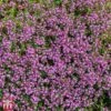 Creeping Thyme 2 Creeping Thyme -Plants Sales Store T64680 HERB 1