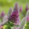 Trifolium Rubens 2 Trifolium Rubens -Plants Sales Store T64694 TRIF 1