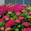Hydrangea Macrophylla 'Ab Green Shadow' 2 Hydrangea Macrophylla 'Ab Green Shadow' -Plants Sales Store T66229 HYDR 1