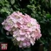 Hydrangea Macrophylla 'Bouquet Rose' 1 Hydrangea Macrophylla 'Bouquet Rose' -Plants Sales Store T66233 HYDR 1