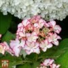 Hydrangea Macrophylla 'Mirai' 2 Hydrangea Macrophylla 'Mirai' -Plants Sales Store T66238 HYDR 1
