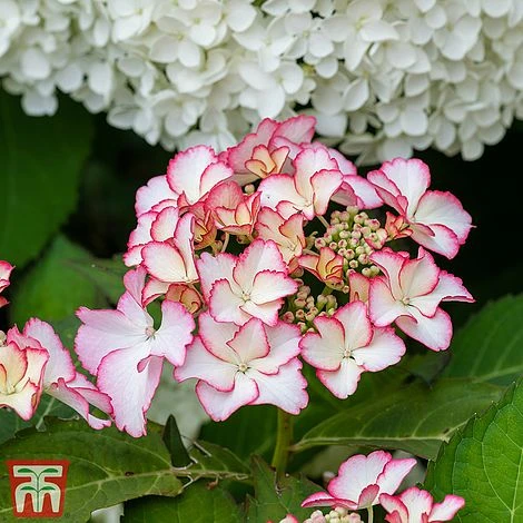 Hydrangea Macrophylla 'Mirai' 3 Hydrangea Macrophylla 'Mirai'