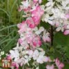 Hydrangea Paniculata 'Dart's Little Dot' -Plants Sales Store T66245 HYDR 1