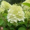 Hydrangea Paniculata 'Silver Dollar' 2 Hydrangea Paniculata 'Silver Dollar' -Plants Sales Store T66251 HYDR 1