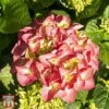 Hydrangea Serrata Preziosa' 2 Hydrangea Serrata Preziosa' -Plants Sales Store T66259 HYDR 1