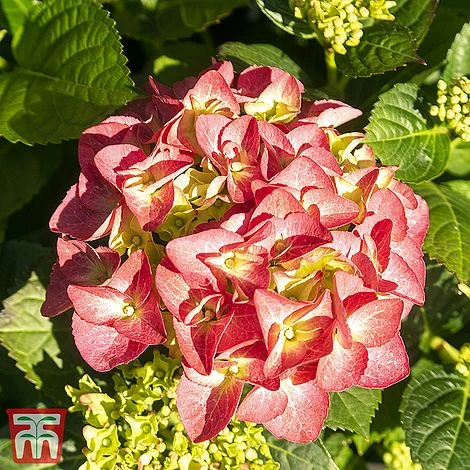 Hydrangea Serrata Preziosa' 3 Hydrangea Serrata Preziosa'