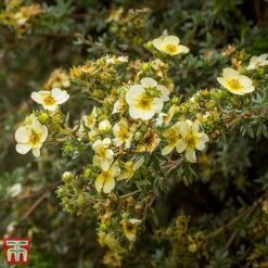 Potentilla Fruticosa 'Lemon Meringue' First Editions