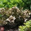 Weigela 'Black And White' 1 Weigela 'Black And White' -Plants Sales Store T66523 WEIG 1