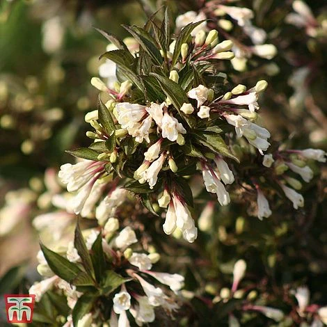 Weigela 'Black And White' 4 Weigela 'Black And White' - Image 2