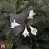 Weigela 'Ebony And Ivory' 1 Weigela 'Ebony And Ivory' -Plants Sales Store T66526 WEIG 1
