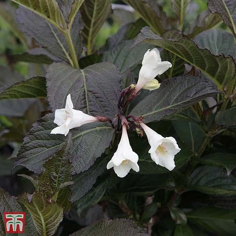 Weigela 'Ebony And Ivory' 3 Weigela 'Ebony And Ivory'