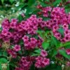 Weigela 'Minuet' 2 Weigela 'Minuet' -Plants Sales Store T66532 WEIG 1