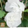 Hibiscus Syriacus 'White Chiffon' 2 Hibiscus Syriacus 'White Chiffon' -Plants Sales Store T67963 HIBI 1
