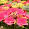 Hydrangea Macrophylla 'Kardinal' (Teller Red) 1 Hydrangea Macrophylla 'Kardinal' (Teller Red) -Plants Sales Store T67999 HYDR 1