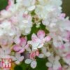 Hydrangea Paniculata 'Tickled Pink' 1 Hydrangea Paniculata 'Tickled Pink' -Plants Sales Store T68065 HYDR 1
