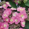 Hydrangea Serrata 'Cotton Candy' (Flair & Flavours) 1 Hydrangea Serrata 'Cotton Candy' (Flair & Flavours) -Plants Sales Store T68073 HYDR 1
