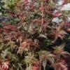 Acer Palmatum 'Deshojo' -Plants Sales Store T68236 ACER 1
