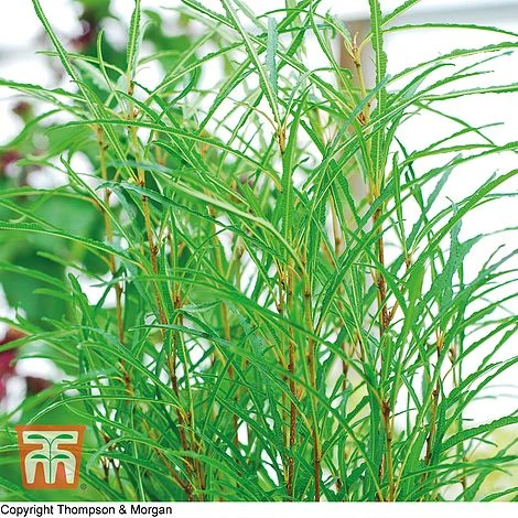 Frangula Alnus 'Fine Line' 3 Frangula Alnus 'Fine Line'