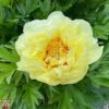 Peony 'Bartzella' 1 Peony 'Bartzella' -Plants Sales Store T68441 PEON 1