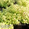 Thymus 'Archer's Gold' 1 Thymus 'Archer's Gold' -Plants Sales Store THYM KC9145 A