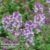 Thyme 'Silver Posie' 2 Thyme 'Silver Posie' -Plants Sales Store THYM KC9146 A