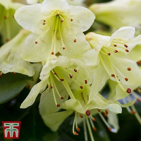 Rhododendron 'Shamrock' 3 Rhododendron 'Shamrock'