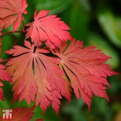 Acer Japonicum 'Aconitifolium' 8 Acer Japonicum 'Aconitifolium' -Plants Sales Store TKA3062 ACER 3