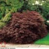 Acer Palmatum 'Dissectum' 1 Acer Palmatum 'Dissectum' -Plants Sales Store TKA3064 ACER 1