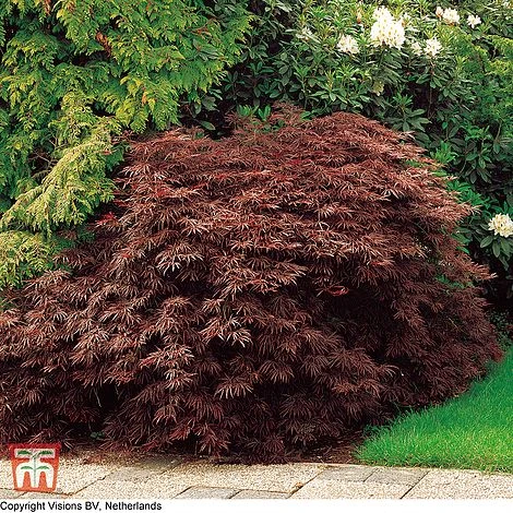 Acer Palmatum 'Dissectum' 3 Acer Palmatum 'Dissectum'