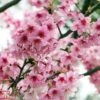Prunus Nipponica Var. Kurilensis 'Ruby' -Plants Sales Store TKA3396 PRUN 1