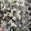 Prunus 'Snow Fountains' 1 Prunus 'Snow Fountains' -Plants Sales Store TKA3408 PRUN 1