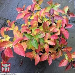 Hydrangea 'Runaway Bride' 29 Hydrangea 'Runaway Bride' -Plants Sales Store TM HYDRA TKA1041 2