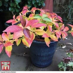 Hydrangea 'Runaway Bride' 25 Hydrangea 'Runaway Bride' -Plants Sales Store TM HYDRA TKA1041