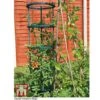 Tomato Growing Support 1 Tomato Growing Support -Plants Sales Store TOMA TKA6818P B