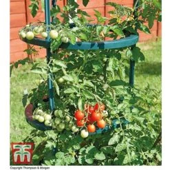 Tomato Growing Support -Plants Sales Store TOMA TKA6818P C